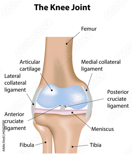 Illustration: The Knee Joint Labeled Diagram The Knee Joint Labeled Diagram