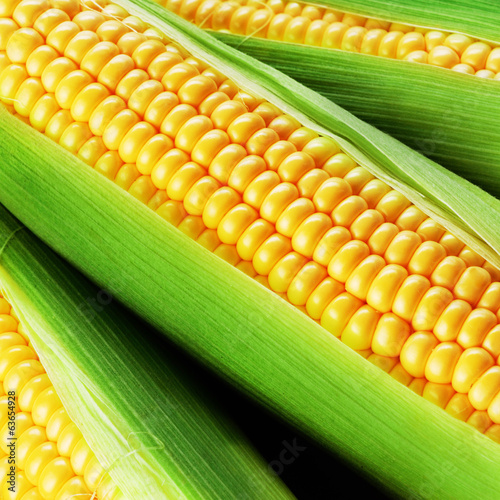 Photo: corn cob corn cob