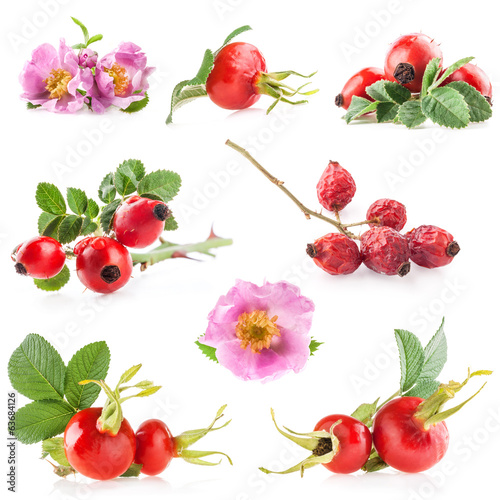 Photo: Rose hips (Rosa canina) flowers and fruits isolated on white Rose hips (Rosa canina) flowers and fruits isolated on white