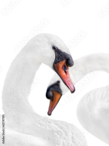 Photo: Couple of white swans – isolated Couple of white swans – isolated