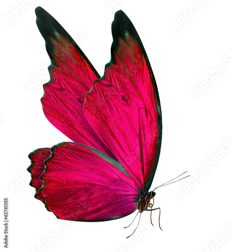 Fototapeta beautiful butterfly isolated on white