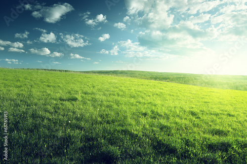 Photo: field of spring grass and forest field of spring grass and forest