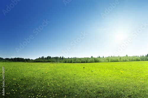 Photo: field of spring flowers field of spring flowers
