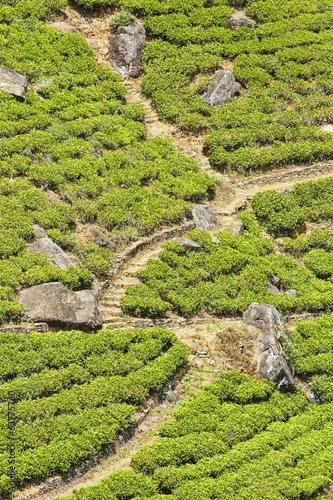 Photo: Tea plantations Tea plantations