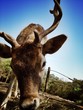 deer deer