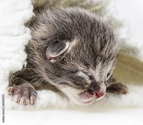 Photo: newborn kitten newborn kitten