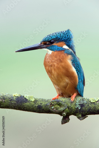 Photo: Kingfisher Kingfisher