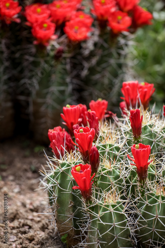 Photo: Claret-cup cactus flowers (Echinocereus triglochidiatus) Claret-cup cactus flowers (Echinocereus triglochidiatus)