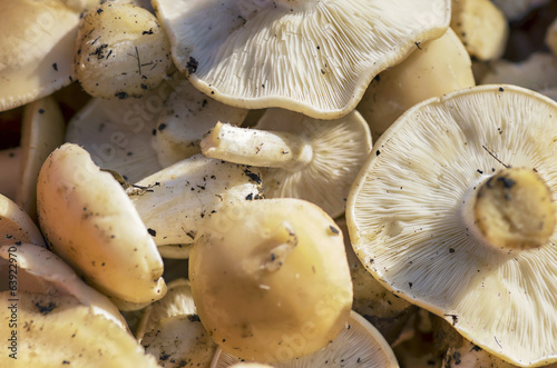 Photo: St. George's mushroom St. George's mushroom