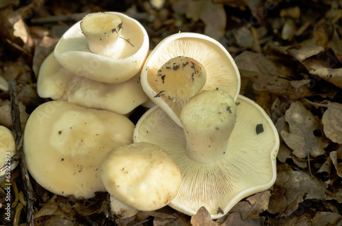 Photo: St. George's mushroom St. George's mushroom