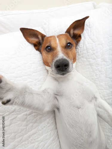 Photo: dog selfie dog selfie