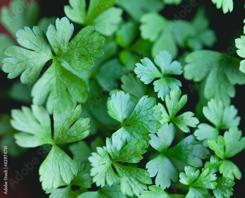 Photo: celery leaf sprouts celery leaf sprouts