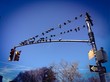 Birds sunbathing at the traffic light Birds sunbathing at the traffic light