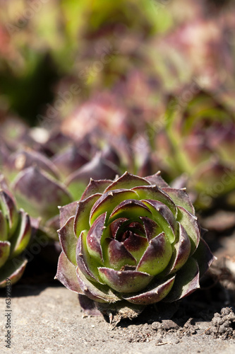 Photo: succulent succulent
