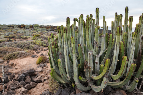 Photo: Cactus in the Desert Cactus in the Desert