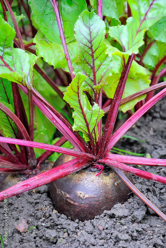 Photo: Beetroot in a vegetable garden Beetroot in a vegetable garden