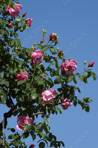 Photo: rose rose