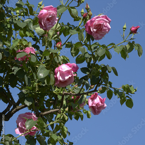 Photo: rose rose