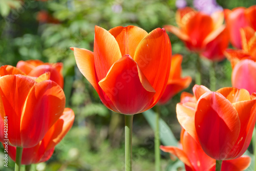 Photo: Tulipani arancioni Tulipani arancioni