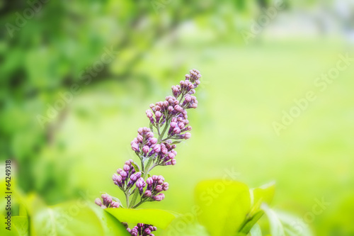 Photo: Lilac Photo on Green Blurred Background Lilac Photo on Green Blurred Background