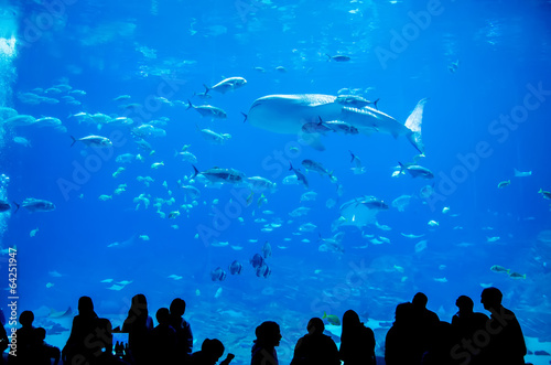  whale sharks swimming in aquarium with people observing