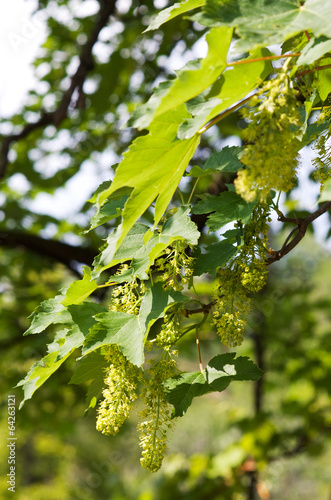 Photo: Green buds of a maple in spring Green buds of a maple in spring