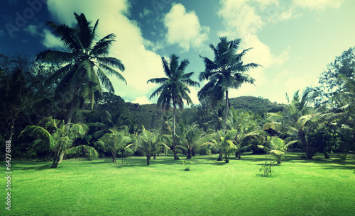 Photo: field of grass and coconut palms on Praslin island, Seychelles field of grass and coconut palms on Praslin island, Seychelles