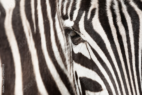  Zebra detail