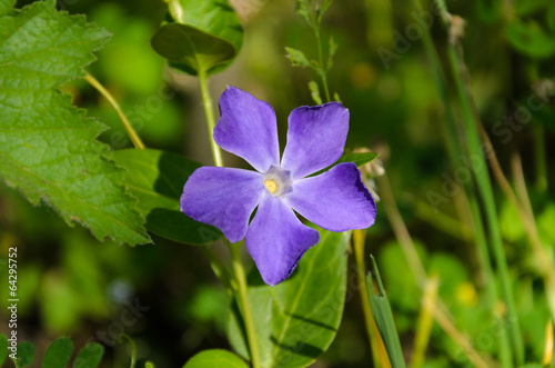 Photo: Pervinca Pervinca