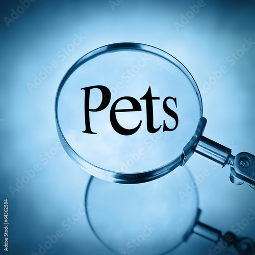 Photo: pets pets