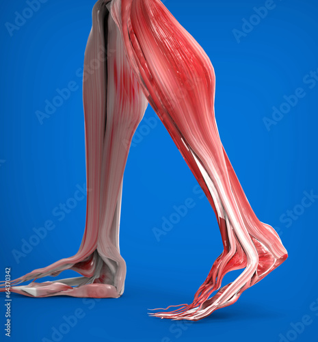 Illustration: Achilles tendon with lower leg muscles Achilles tendon with lower leg muscles