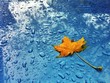 Orange leaf and drops Orange leaf and drops