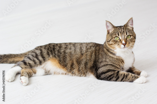 Photo: Beautiful cat isolated on white background. Beautiful cat isolated on white background.