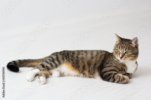 Photo: Beautiful cat isolated on white background. Beautiful cat isolated on white background.