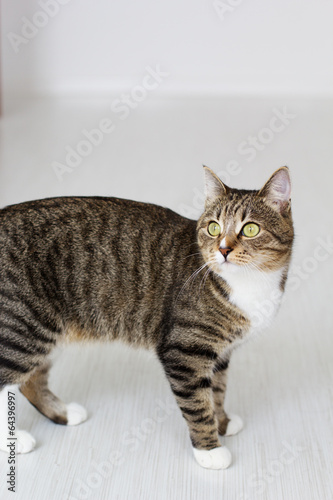 Photo: Beautiful cat isolated on white background. Beautiful cat isolated on white background.