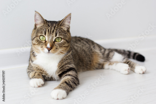 Photo: Beautiful cat isolated on white background. Beautiful cat isolated on white background.