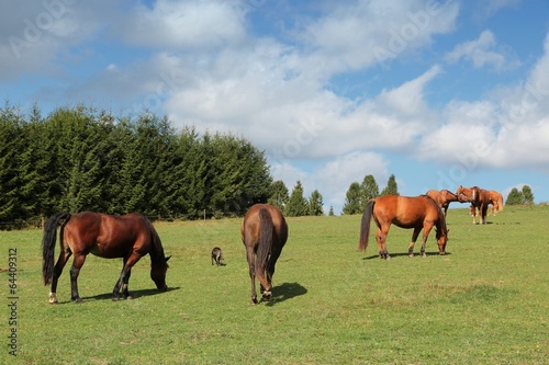 Photo: Horse farm in Poland - Bieszczady mountains Horse farm in Poland - Bieszczady mountains