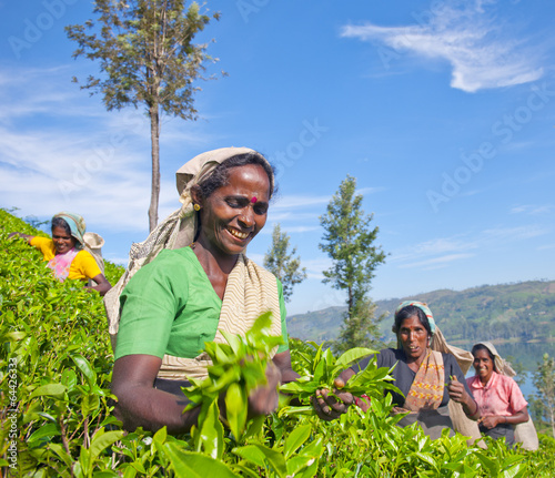 Photo: Women Tea Pickers in Sri Lanka Women Tea Pickers in Sri Lanka