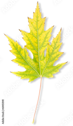 Photo: Yellow autumn maple leaf Yellow autumn maple leaf