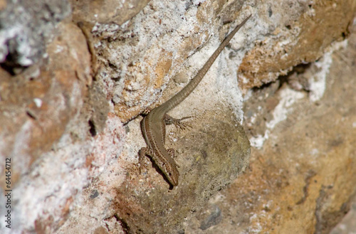 Photo: Darro lizard Darro lizard
