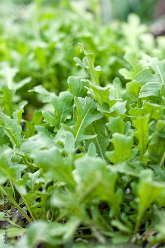 Photo: Fresh arugula Fresh arugula