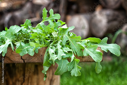 Photo: Fresh arugula leaves Fresh arugula leaves