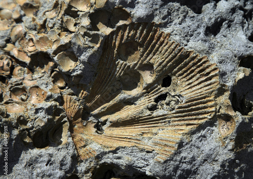 Photo: Fossilie Fossilie