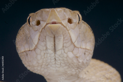 Photo: Pitviper / Protobothrops tokarensis Pitviper / Protobothrops tokarensis
