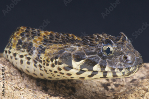 Photo: Rough scaled death adder / Acanthophis rugosus Rough scaled death adder / Acanthophis rugosus
