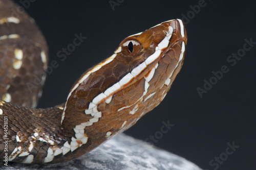 Photo: Cantil / Agkistrodon bilineatus Cantil / Agkistrodon bilineatus
