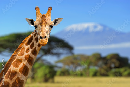 Giraffe in front of Kilimanjaro mountain - 64545762