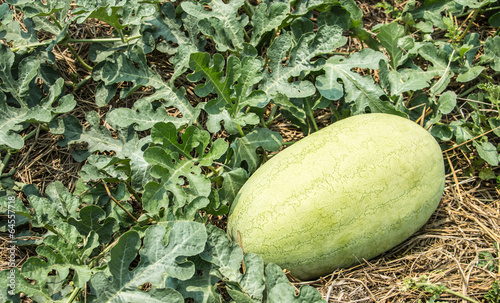 Photo: Watermelon on field Watermelon on field