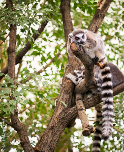 Fototapeta Lemur on tree
