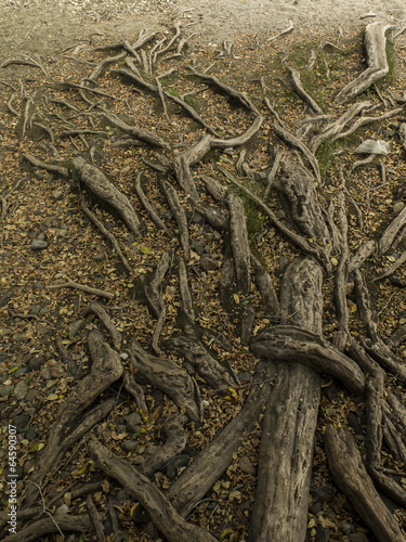 Photo: Raices de Patagua. Árbol de costa Raices de Patagua. Árbol de costa